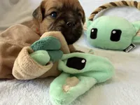 Jawa (Zippy), a male Brussels Griffon for sale in Seneca, MO – 2 of 10