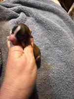 Lupita, a female Chihuahua for sale in Seneca, MO – 5 of 6