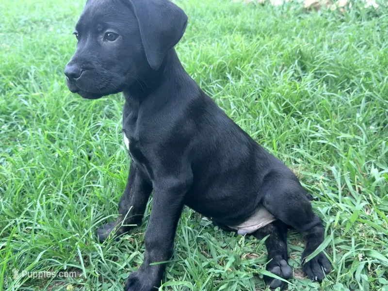 Dean AKC green collar – Cane Corso puppy for sale in Seneca, MO