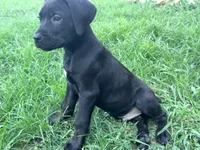 Dean AKC green collar, a male Cane Corso for sale in Seneca, MO – 1 of 10