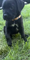 Crowley AKC yellow collar-4th of July Special!, a male Cane Corso for sale in Seneca, MO – 3 of 10