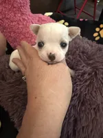 Olaf, a male Chihuahua for sale in Seneca, MO – 2 of 10