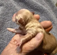 Paloma, a female Chihuahua for sale in Seneca, MO – 3 of 5