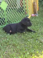 Cain AKC red collar- 4th of July Special!, a male Cane Corso for sale in Seneca, MO – 7 of 10