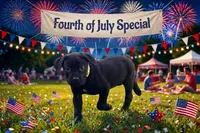 Dean AKC green collar-4th of July Special, a male Cane Corso for sale in Seneca, MO – 1 of 10