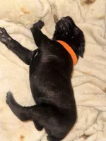 Ketch AKC orange collar, a male Cane Corso for sale in Seneca, MO – 3 of 8
