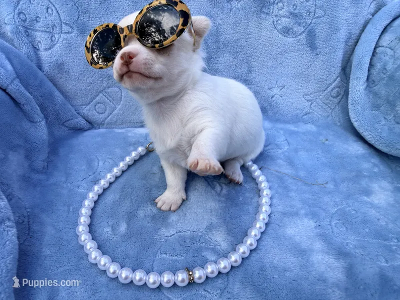Elsa – Chihuahua puppy for sale in Seneca, MO
