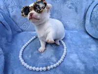 Elsa, a female Chihuahua for sale in Seneca, MO – 1 of 8