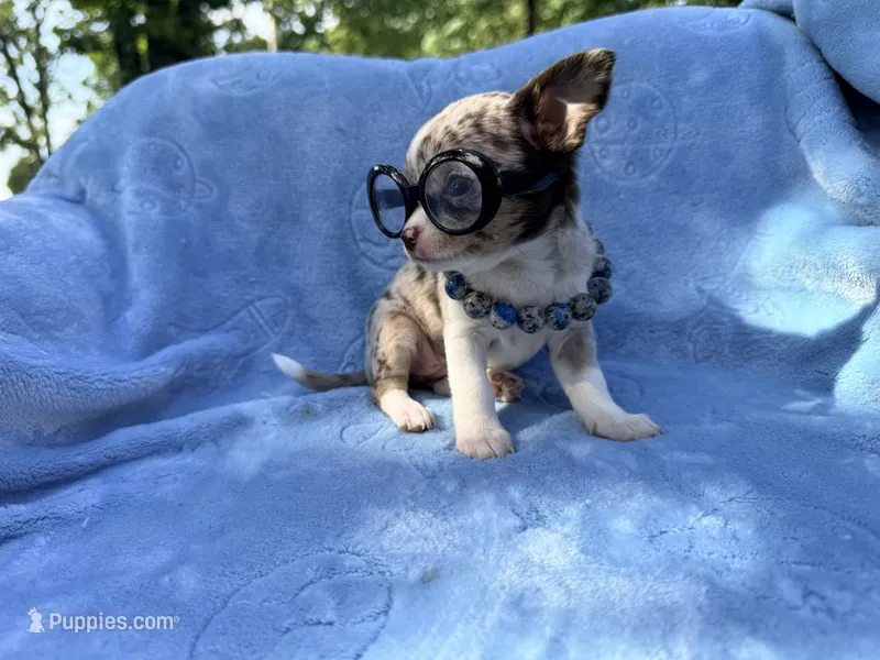 Gucci akc tiny – Chihuahua puppy for sale in Seneca, MO