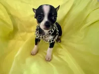 AKC Blackbeard, a male Chihuahua for sale in Seneca, MO – 1 of 8