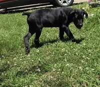 Cain AKC (age discount), a male Cane Corso for sale in Seneca, MO – 3 of 9