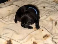 Rufus AKC blue collar, a male Cane Corso for sale in Seneca, MO – 6 of 10