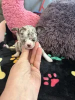 Gucci akc tiny, a female Chihuahua for sale in Seneca, MO – 6 of 9