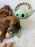 Jawa (Zippy), a male Brussels Griffon for sale in Seneca, MO – 10 of 10