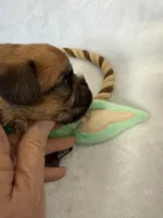 Chubacca (Chewy), a male Brussels Griffon for sale in Seneca, MO – 2 of 10