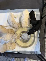 Maltipoo female puppy white collar, a female Maltipoo for sale in West Sacramento, CA – 10 of 10