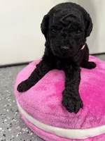 Maltipoo female puppy, a female Maltipoo for sale in West Sacramento, CA – 2 of 3