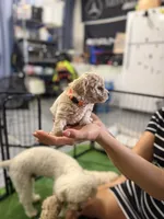 Maltipoo female puppy orange collar , a female Maltipoo for sale in West Sacramento, CA – 8 of 10