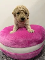 Maltipoo female puppy, a female Maltipoo for sale in West Sacramento, CA – 6 of 9