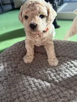 Maltipoo female puppy orange collar , a female Maltipoo for sale in West Sacramento, CA – 2 of 10