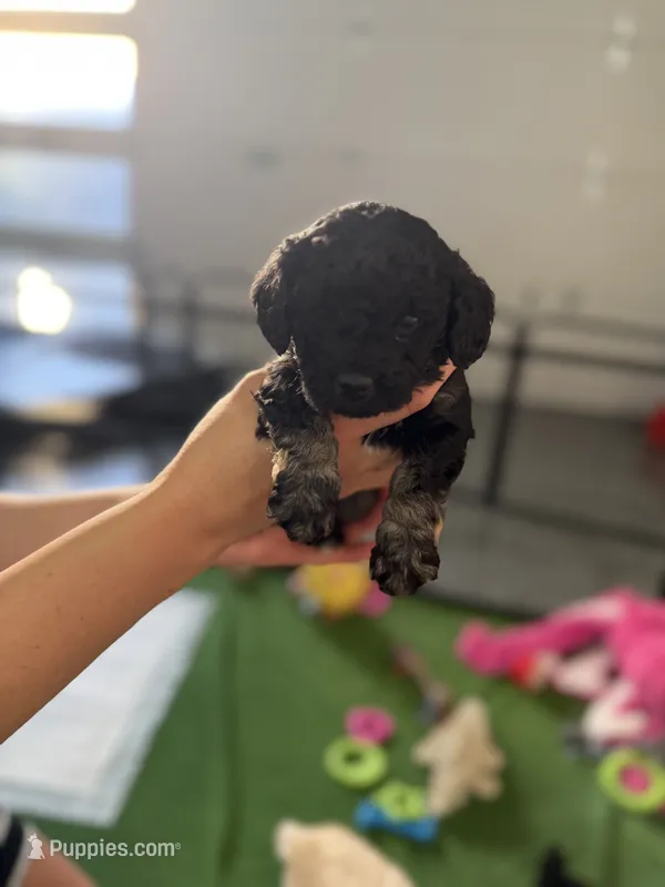 Maltipoo male puppy – Maltipoo puppy for sale in West Sacramento, CA