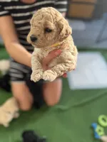 Maltipoo female puppy yellow collar, a female Maltipoo for sale in West Sacramento, CA – 2 of 10