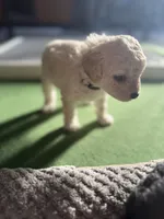 Maltipoo female puppy white collar, a female Maltipoo for sale in West Sacramento, CA – 4 of 10