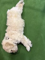 Maltipoo female puppy white collar, a female Maltipoo for sale in West Sacramento, CA – 9 of 10