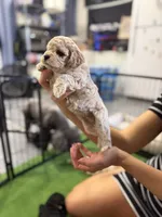 Maltipoo female puppy orange collar , a female Maltipoo for sale in West Sacramento, CA – 6 of 10