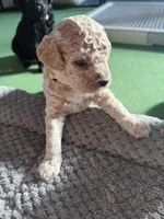 Maltipoo female puppy yellow collar, a female Maltipoo for sale in West Sacramento, CA – 9 of 10