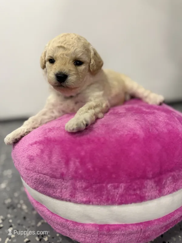 Maltipoo female puppy – Maltipoo puppy for sale in West Sacramento, CA