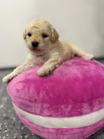 Maltipoo female puppy, a female Maltipoo for sale in West Sacramento, CA – 1 of 9