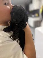 Maltipoo black female , a female Maltipoo and Poodle - Miniature  for sale in West Sacramento, CA – 2 of 6