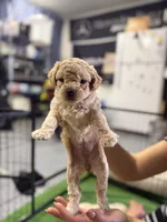 Maltipoo female puppy pink collar, a female Maltipoo for sale in West Sacramento, CA – 4 of 10