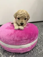 Maltipoo female puppy, a female Maltipoo for sale in West Sacramento, CA – 8 of 9