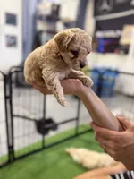 Maltipoo female puppy pink collar, a female Maltipoo for sale in West Sacramento, CA – 8 of 10