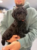 Maltipoo male puppy, a male Maltipoo for sale in West Sacramento, CA – 4 of 4