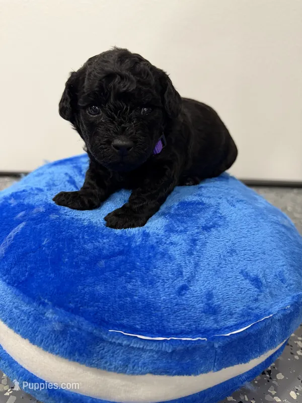 Maltipoo male puppy – Maltipoo puppy for sale in West Sacramento, CA