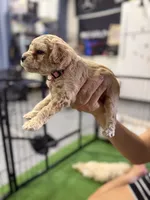 Maltipoo female puppy pink collar, a female Maltipoo for sale in West Sacramento, CA – 3 of 10