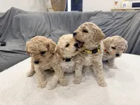 Maltipoo female puppy yellow collar, a female Maltipoo for sale in West Sacramento, CA – 10 of 10