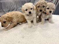 Maltipoo female puppy white collar, a female Maltipoo for sale in West Sacramento, CA – 3 of 10
