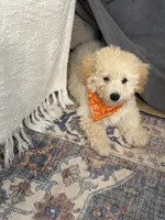 Maltipoo puppy girl, a female Maltipoo for sale in West Sacramento, CA – 2 of 3