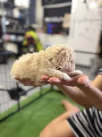 Maltipoo female puppy white collar, a female Maltipoo for sale in West Sacramento, CA – 5 of 10