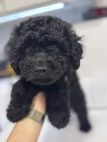 Maltipoo male puppy, a male Maltipoo for sale in West Sacramento, CA – 3 of 4