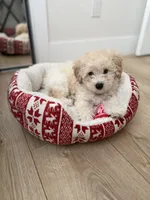 Maltipoo puppy girl, a female Maltipoo for sale in West Sacramento, CA – 3 of 3