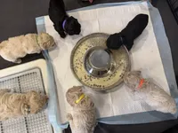 Maltipoo female puppy yellow collar, a female Maltipoo for sale in West Sacramento, CA – 8 of 10