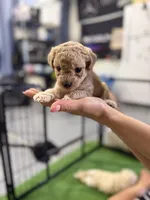 Maltipoo female puppy pink collar, a female Maltipoo for sale in West Sacramento, CA – 2 of 10