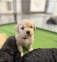 Maltipoo female puppy orange collar , a female Maltipoo for sale in West Sacramento, CA – 3 of 10
