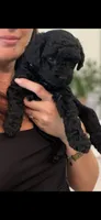 Maltipoo black female , a female Maltipoo and Poodle - Miniature  for sale in West Sacramento, CA – 5 of 6