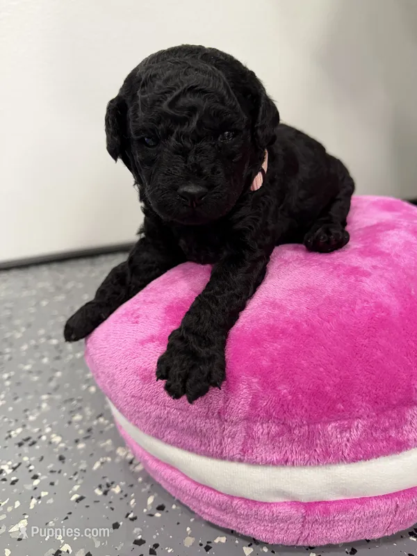 Maltipoo female puppy – Maltipoo puppy for sale in West Sacramento, CA